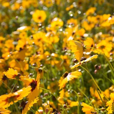 thumbnail for publication: Common Native Wildflowers of North Florida